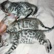 Silver Bengal Kittens